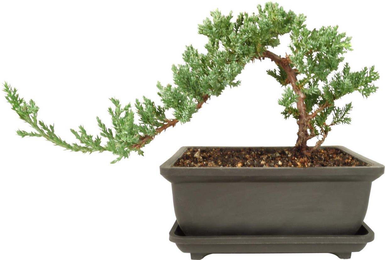 袁晓辉Rita : 盆景Bonsai 入門